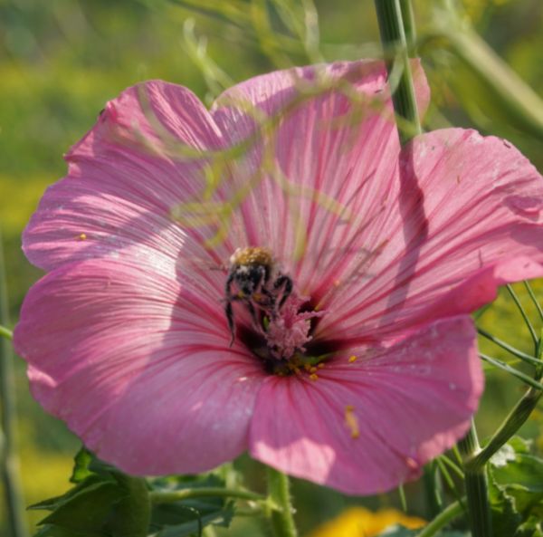 Kesämalvikki Kesämalvikki